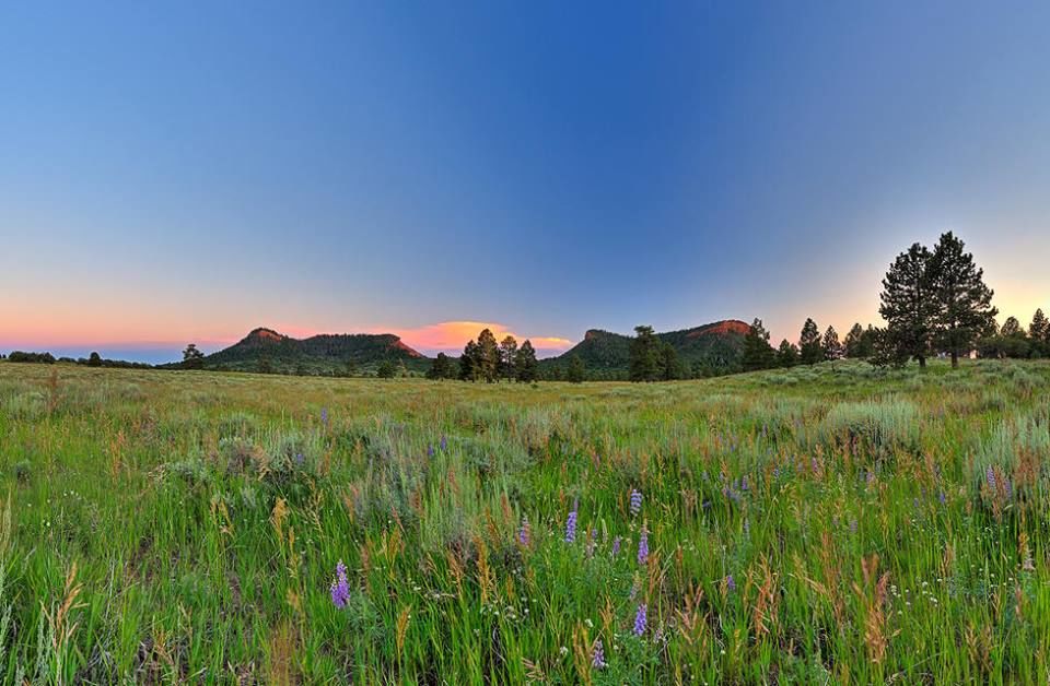 Bear ears at dawn